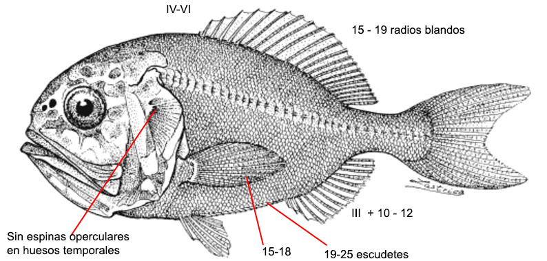 Hoplostethus atlanticus_01.jpg